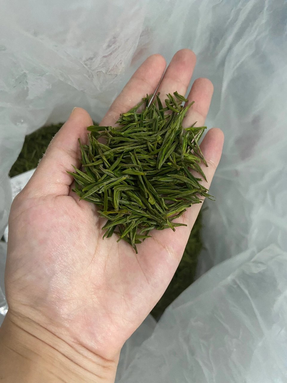 安吉白茶的特点和功效 安吉白茶为浙江名茶的后起之秀,是绿茶中的珍品