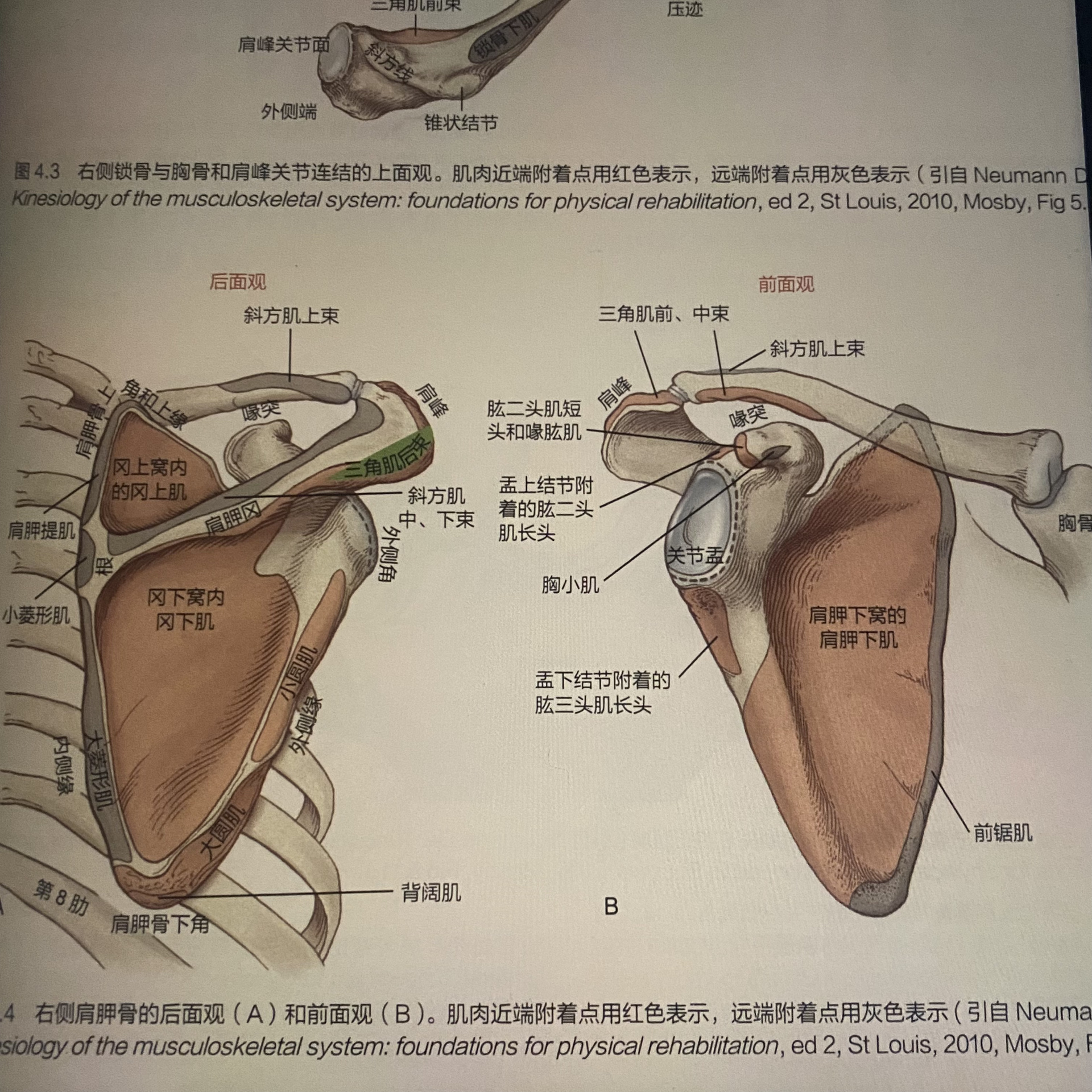 肋骨定位标志图片