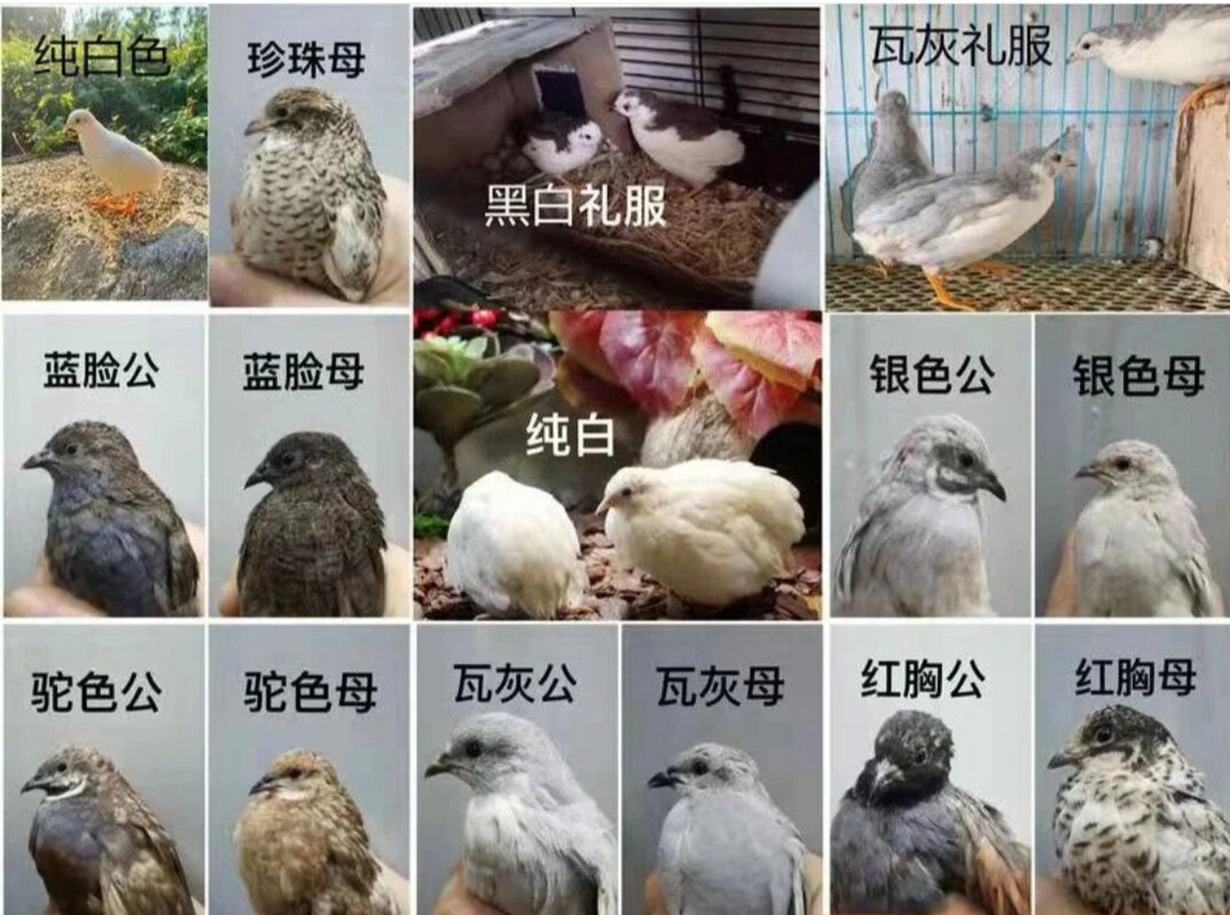 芦丁鸡分公母 芦丁鸡国产色分公母最简单的方法,就是看围脖. 另外, 1.