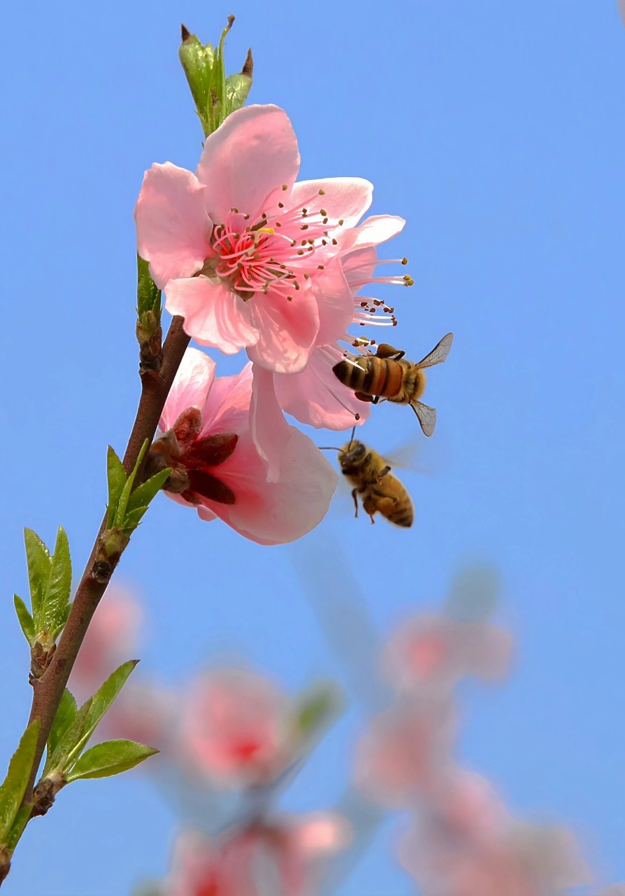 微信图片旺财 花朵图片