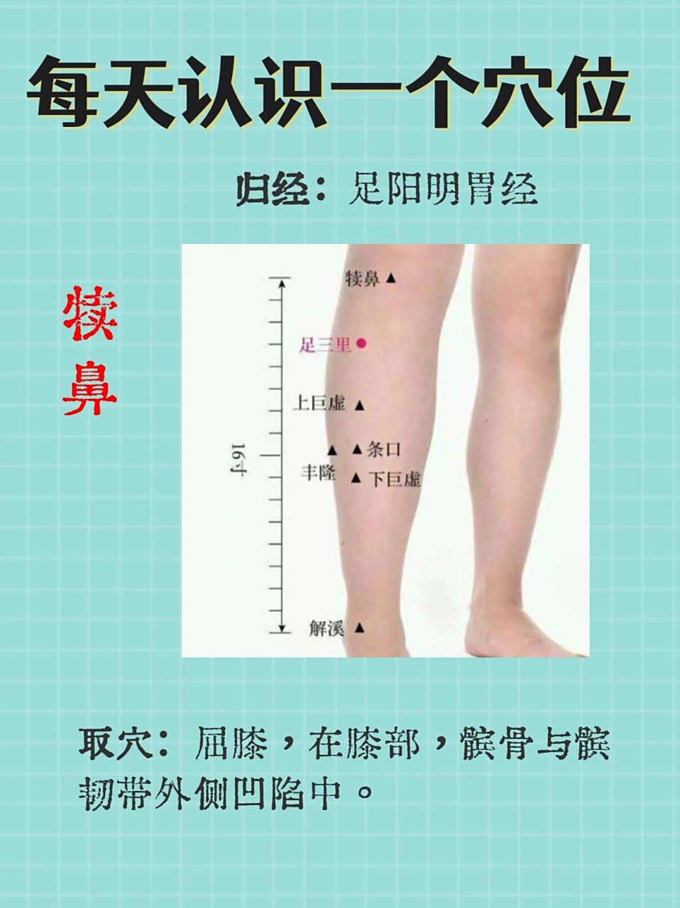 每天认识一个穴位-犊鼻