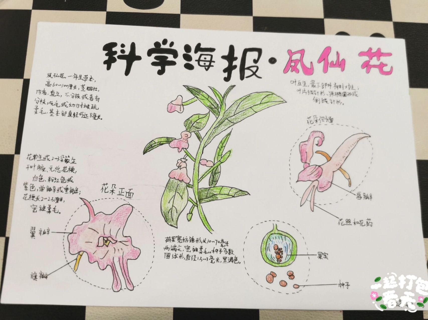 凤仙花海报