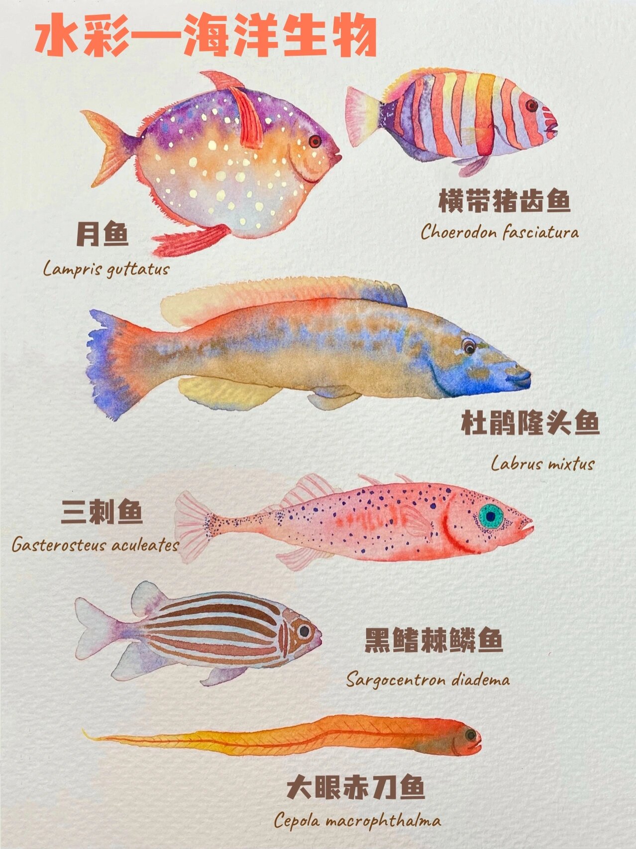 水彩手绘鱼97|95画一组超美妙的海洋生物96