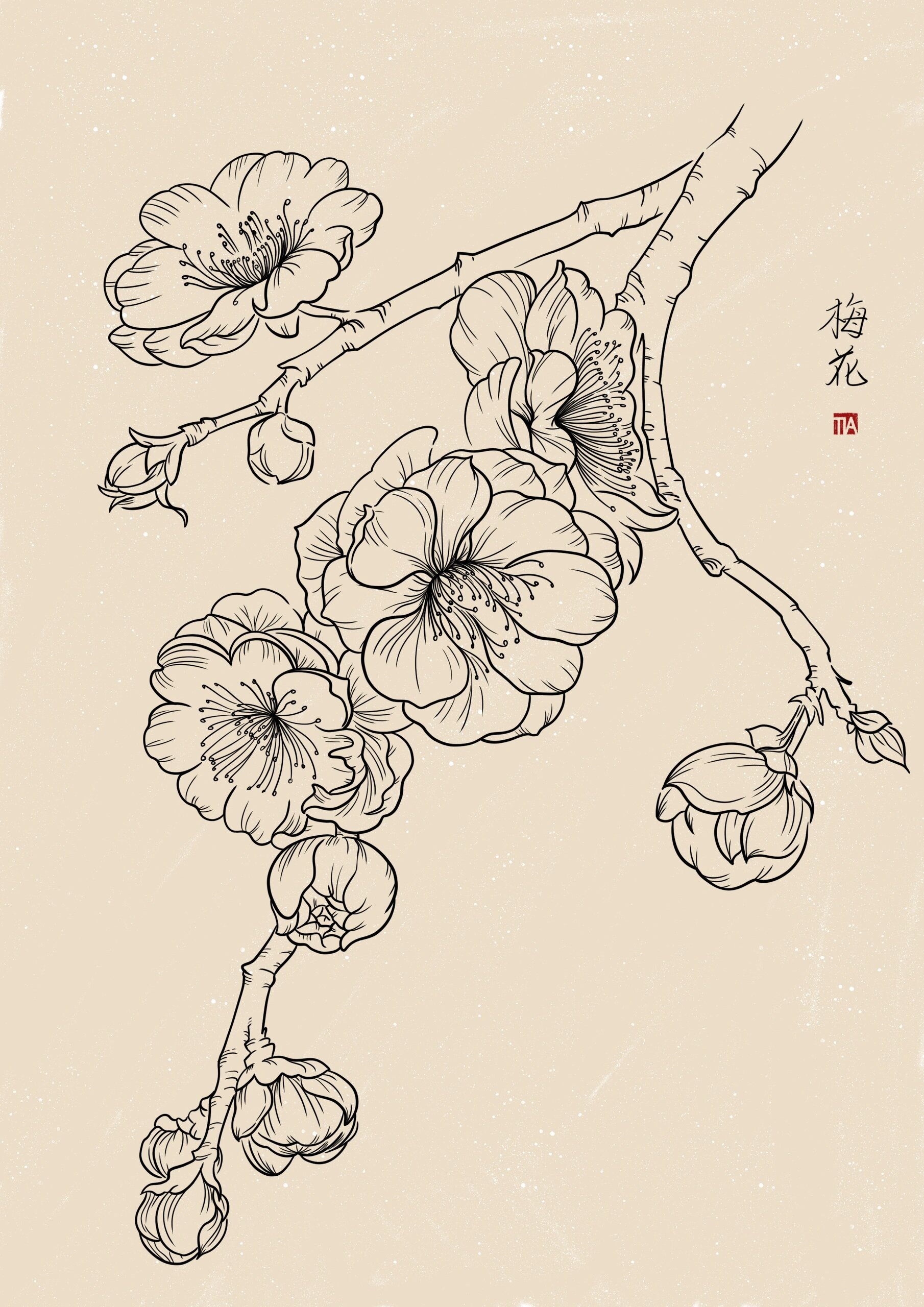 83|花卉线描|梅花