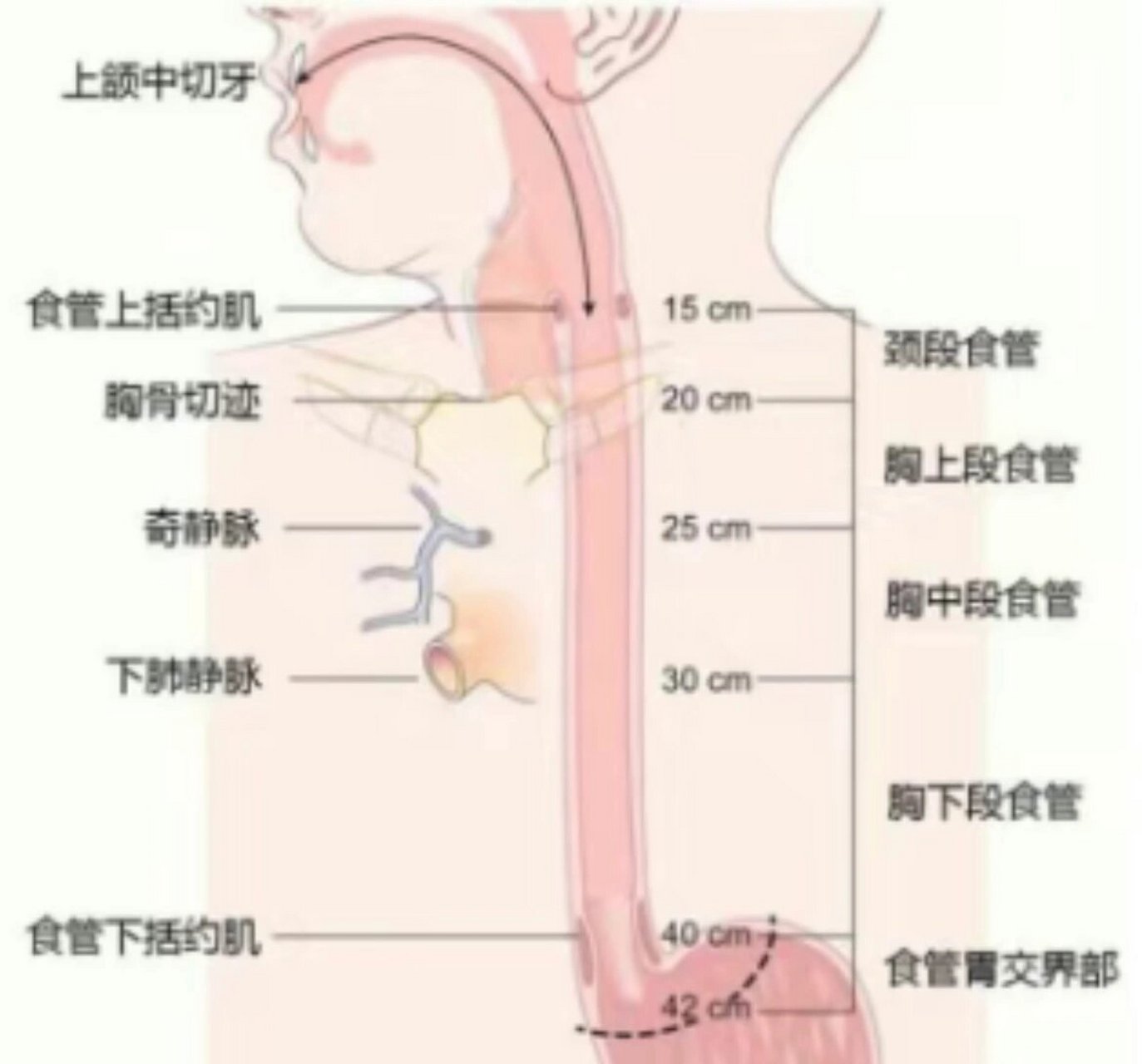 咽喉食道图片结构图图片