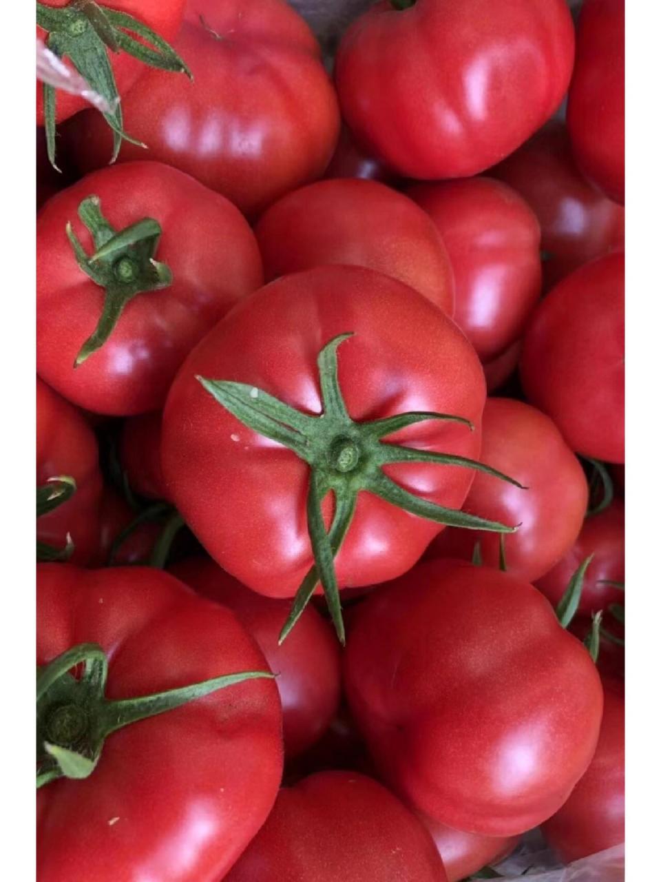 好吃不贵的普罗旺斯水果西红柿 陕西泾阳普罗旺斯水果西红柿一箱5斤