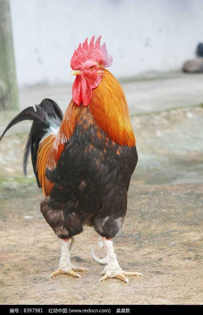 鸡真的是一种很美的动物,既具有观赏性又给人类提供鲜美的肉和鸡蛋