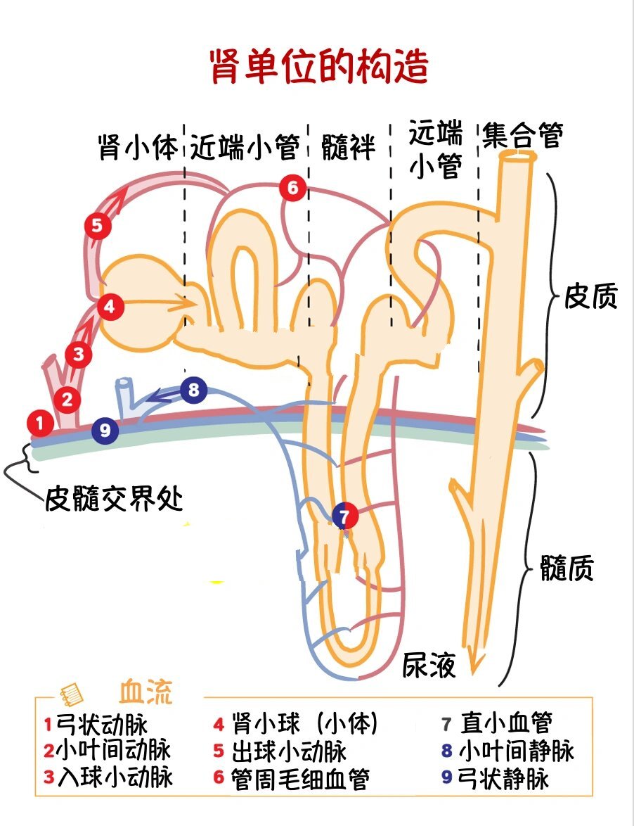 肾皮质迷路绘图图片