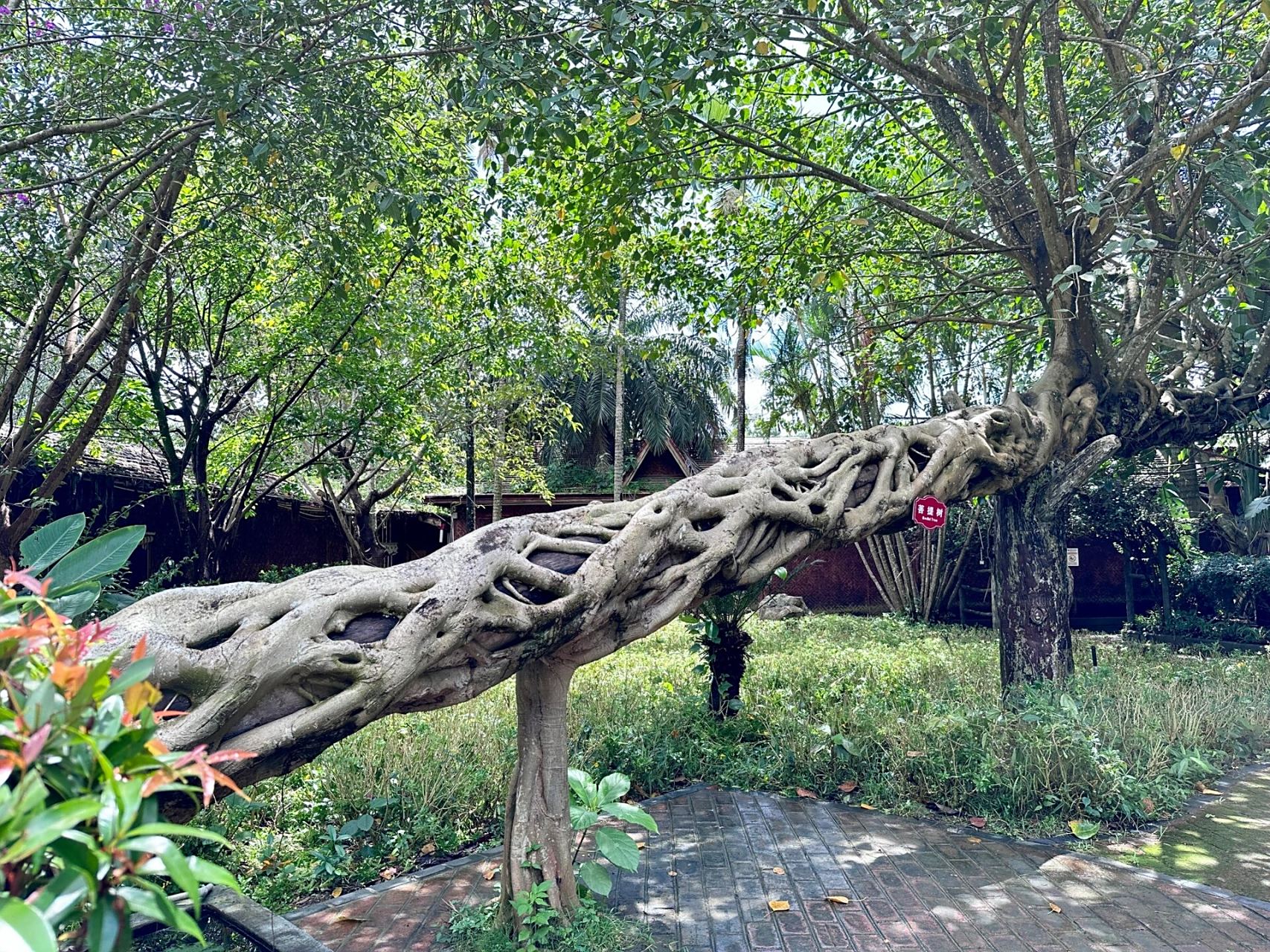 滇西小记(9)独树成林 独树成林是瑞丽旅游一景,位于320国道旁,距城区