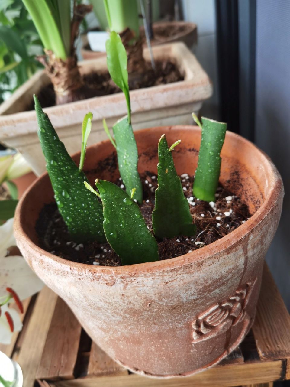 小叶昙花扦插成功了!