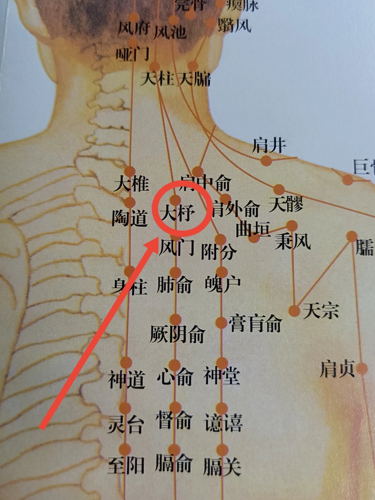 第三胸椎图片