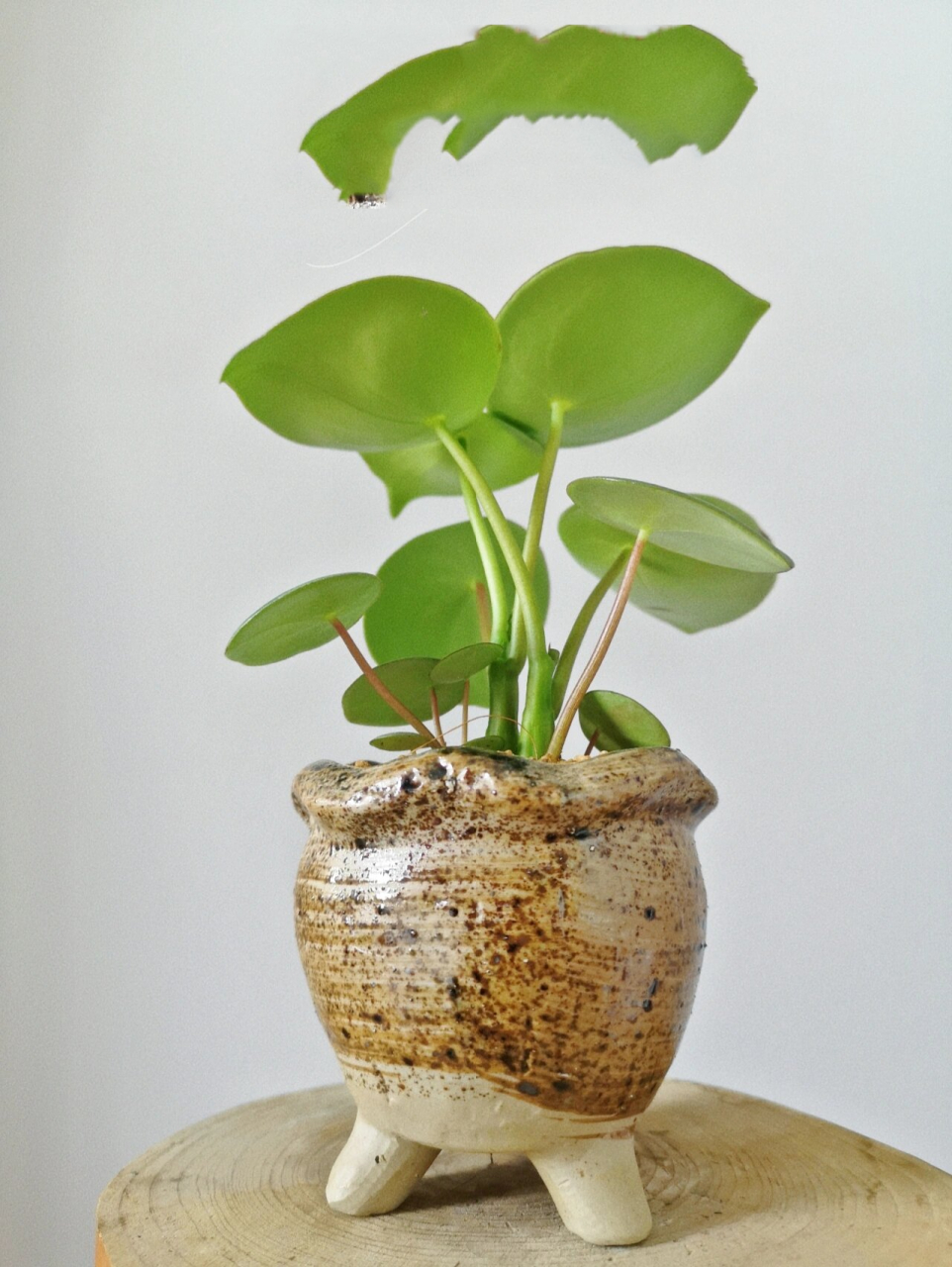 3|超级养的桌面小植物荷叶椒草 97荷叶椒草:别名碧玉荷叶,胡椒科草