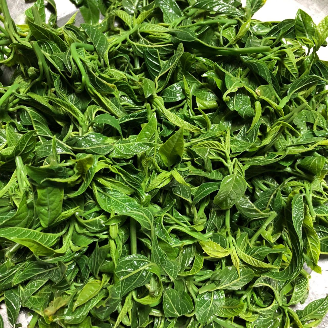 坐标浙江温州这种野菜60一斤  我们温州叫它青草心,不知道学名叫什么