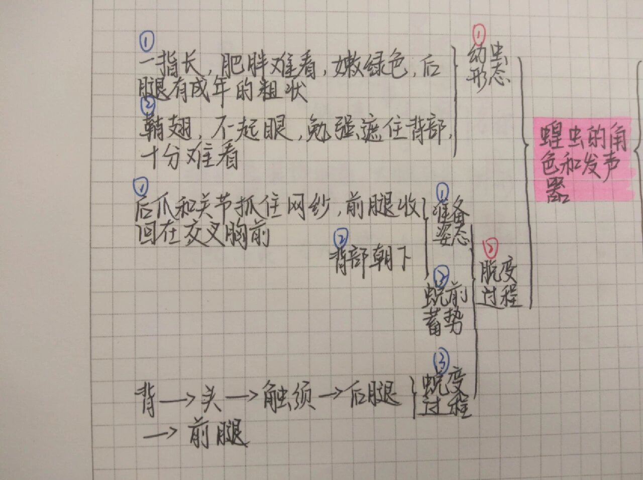 蚂蚱思维导图怎么画图片