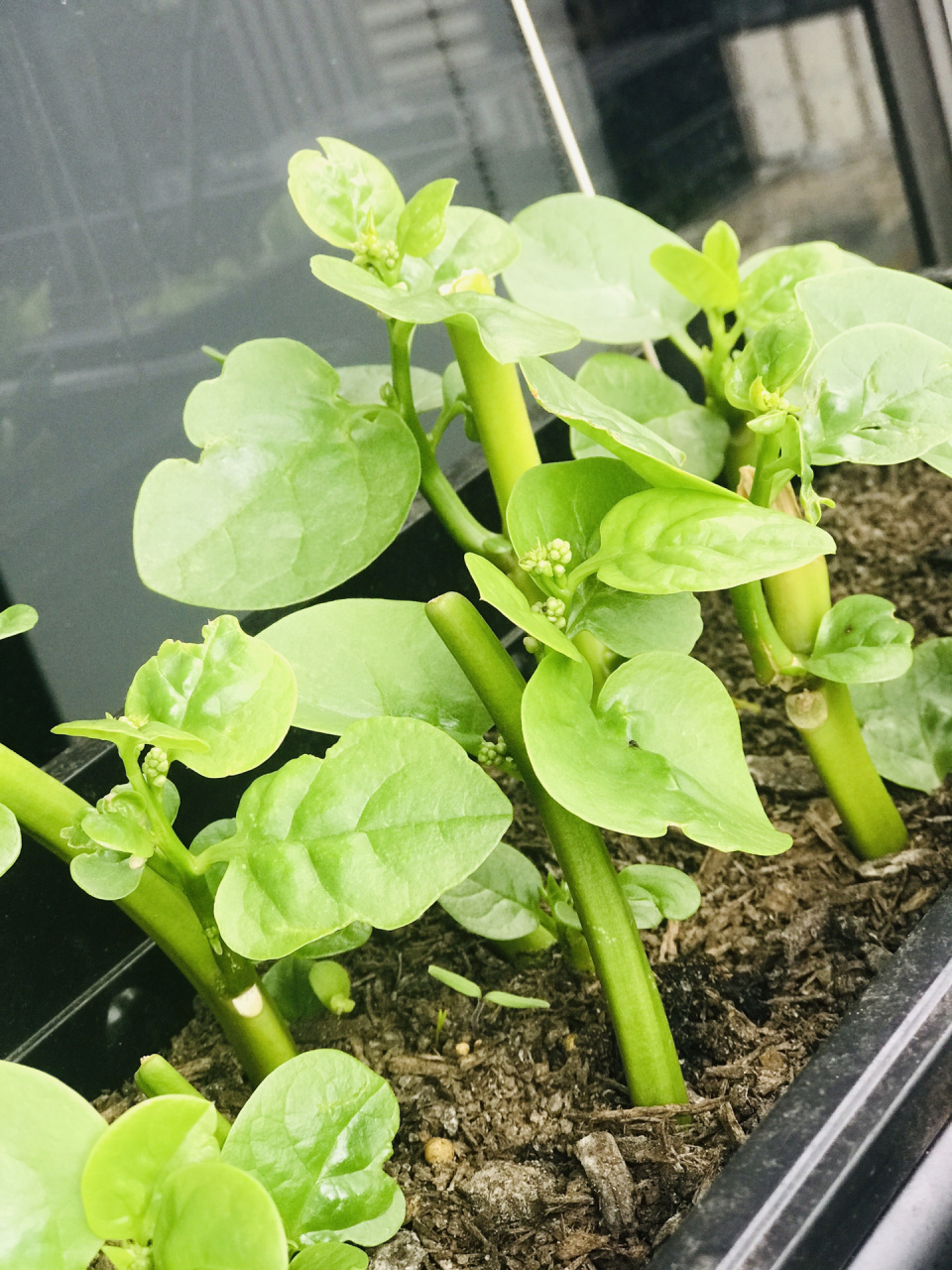 超市买的木耳菜撸光叶子和嫩尖,把杆子插土里,就酱佛系种植从我做起