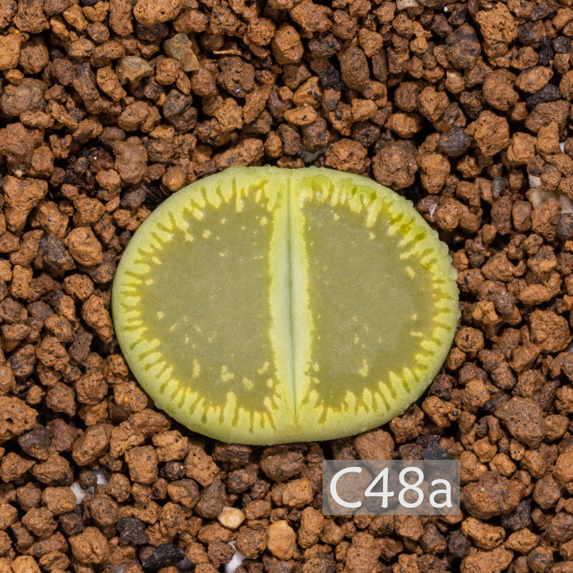 生石花中的小太阳——日轮玉 自古以来人们对太阳又敬畏又崇拜,向往