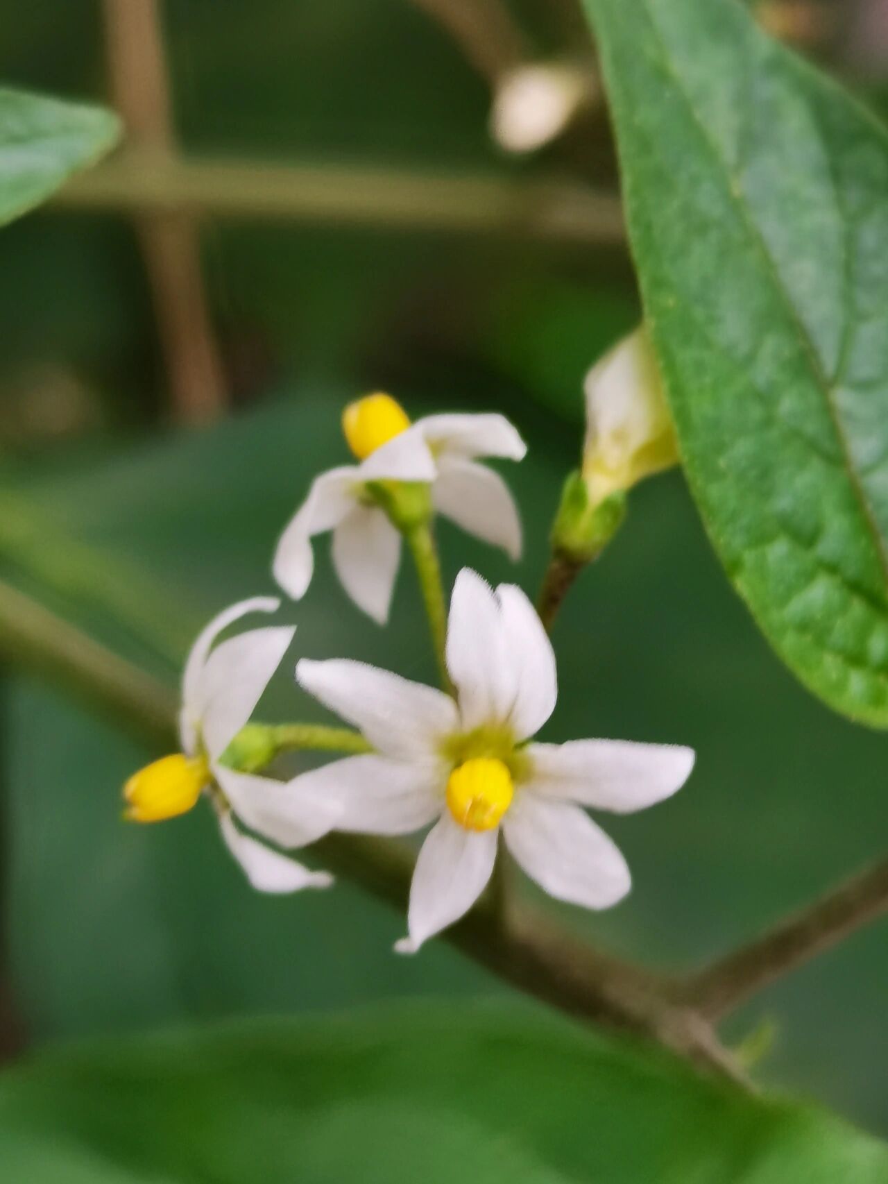 龙葵花几点开花图片