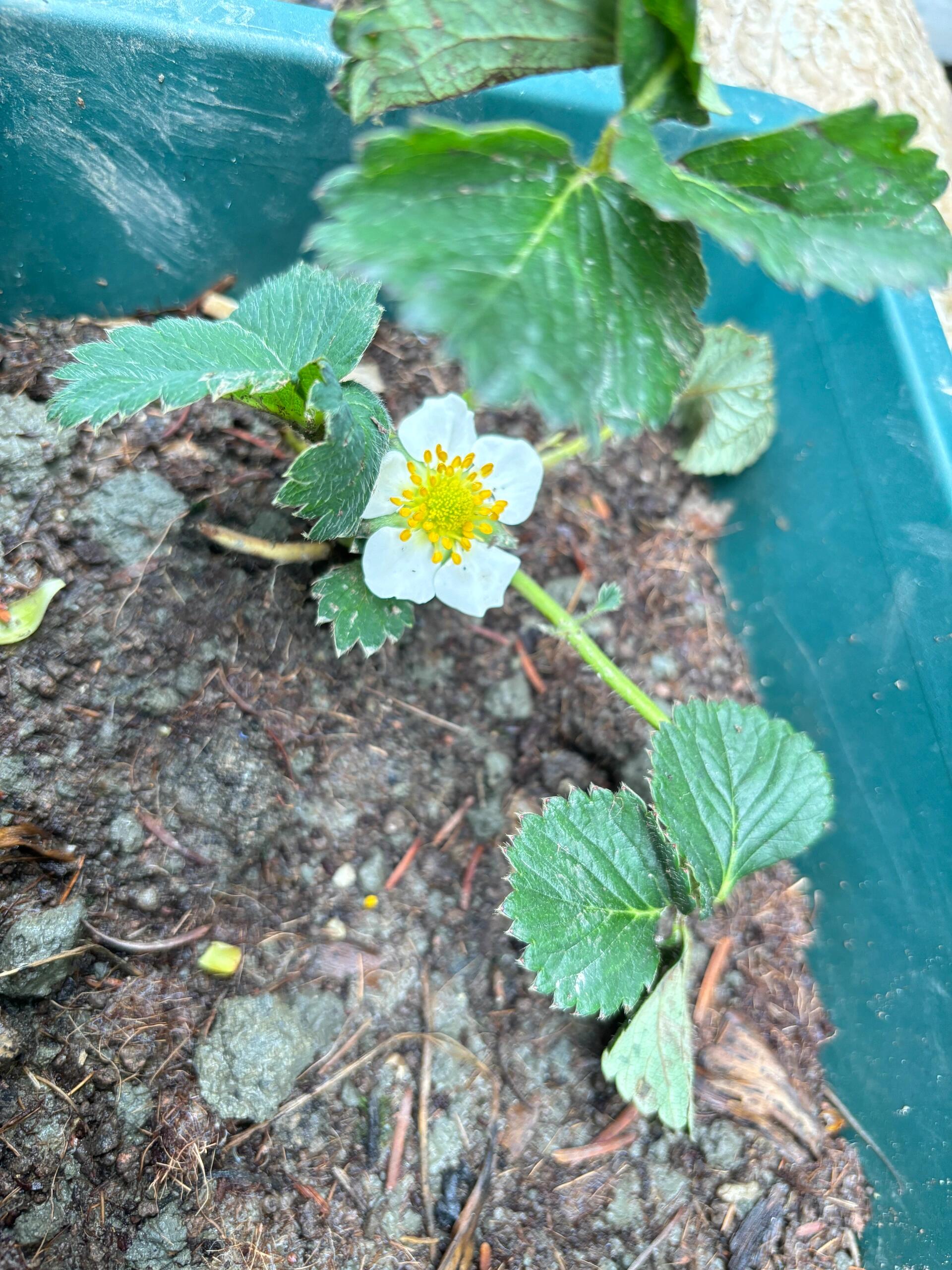 2 种下草莓苗的第五天 对比第一天的黄叶子(脱水) 第五天叶子全绿了