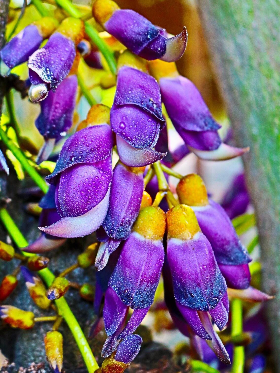 "紫色浪漫"禾雀花💐🦜