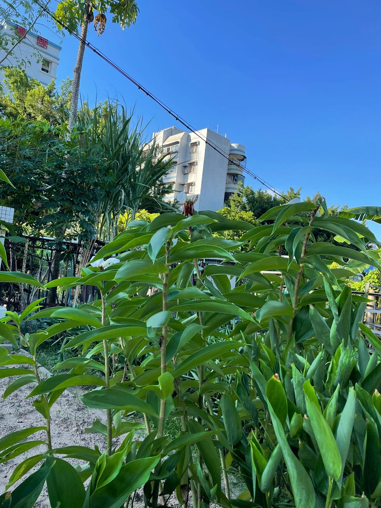 闭鞘姜 闭鞘姜 利水消肿,消痈利肝 别名:樟柳头,白石笋,绢毛鸢尾,广东