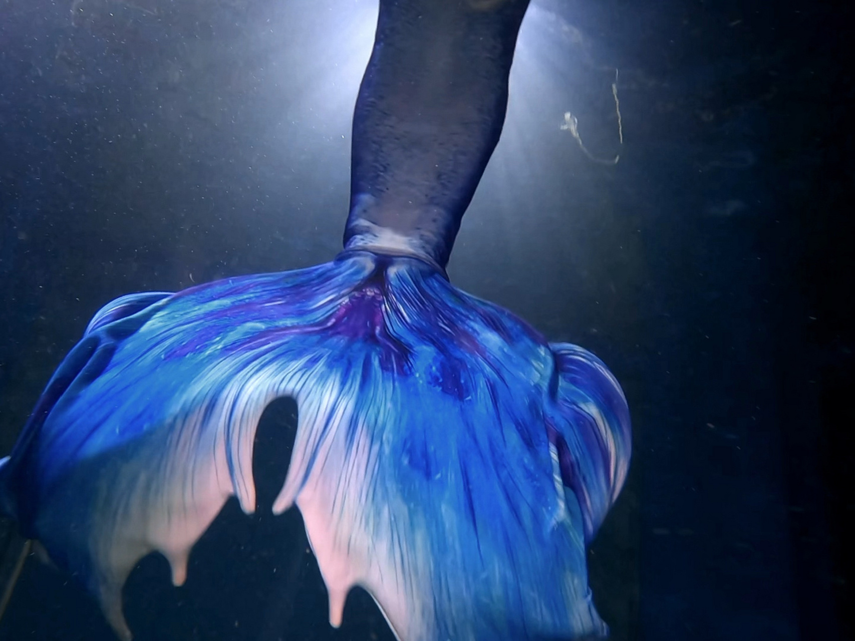 美男鱼诞生记 我终于又有美人鱼男学员了! 哎嘿嘿嘿