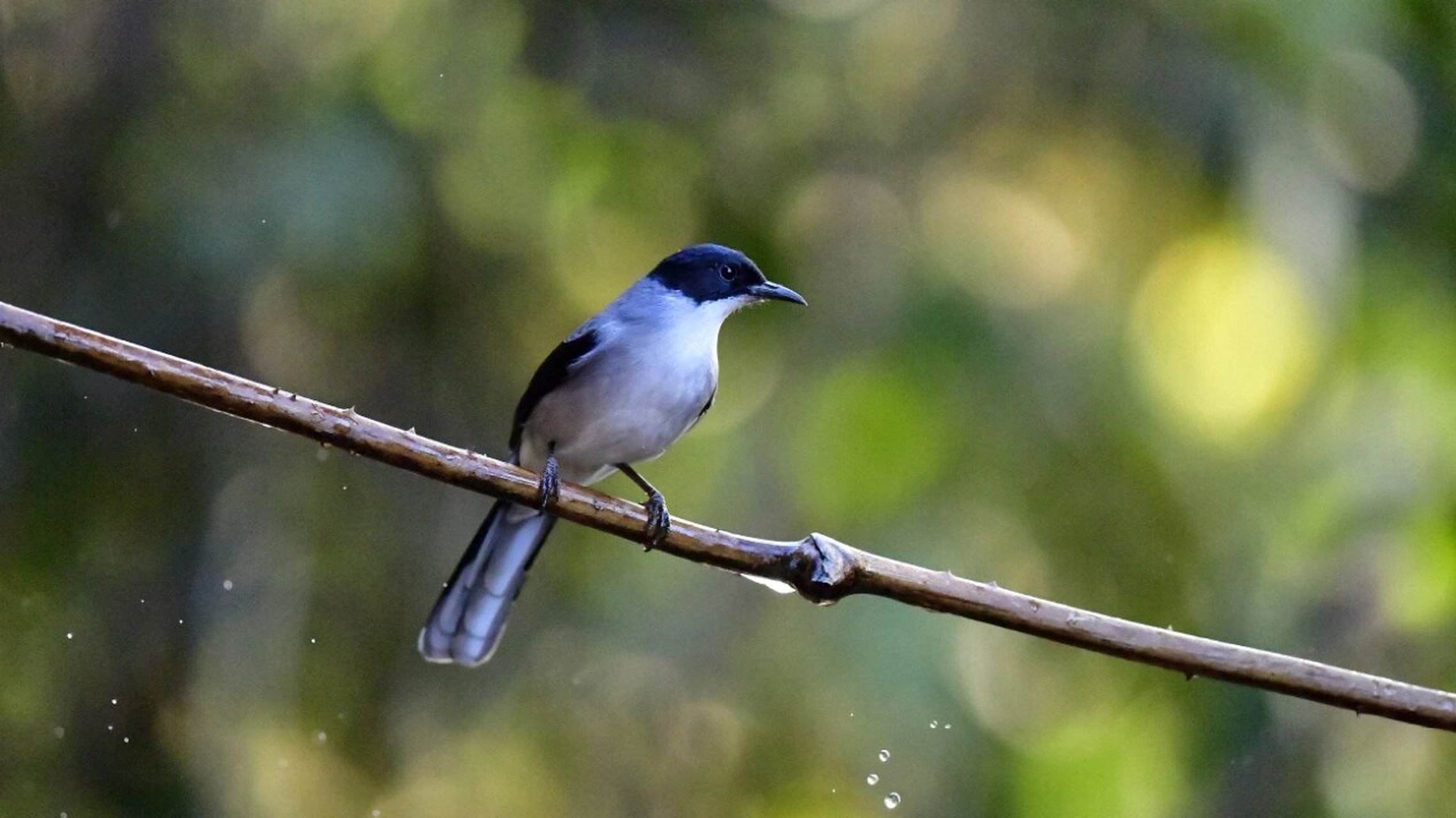 黑头奇鹛 黑头奇鹛在《中国鸟类野外手册》编号1123(heterophasia
