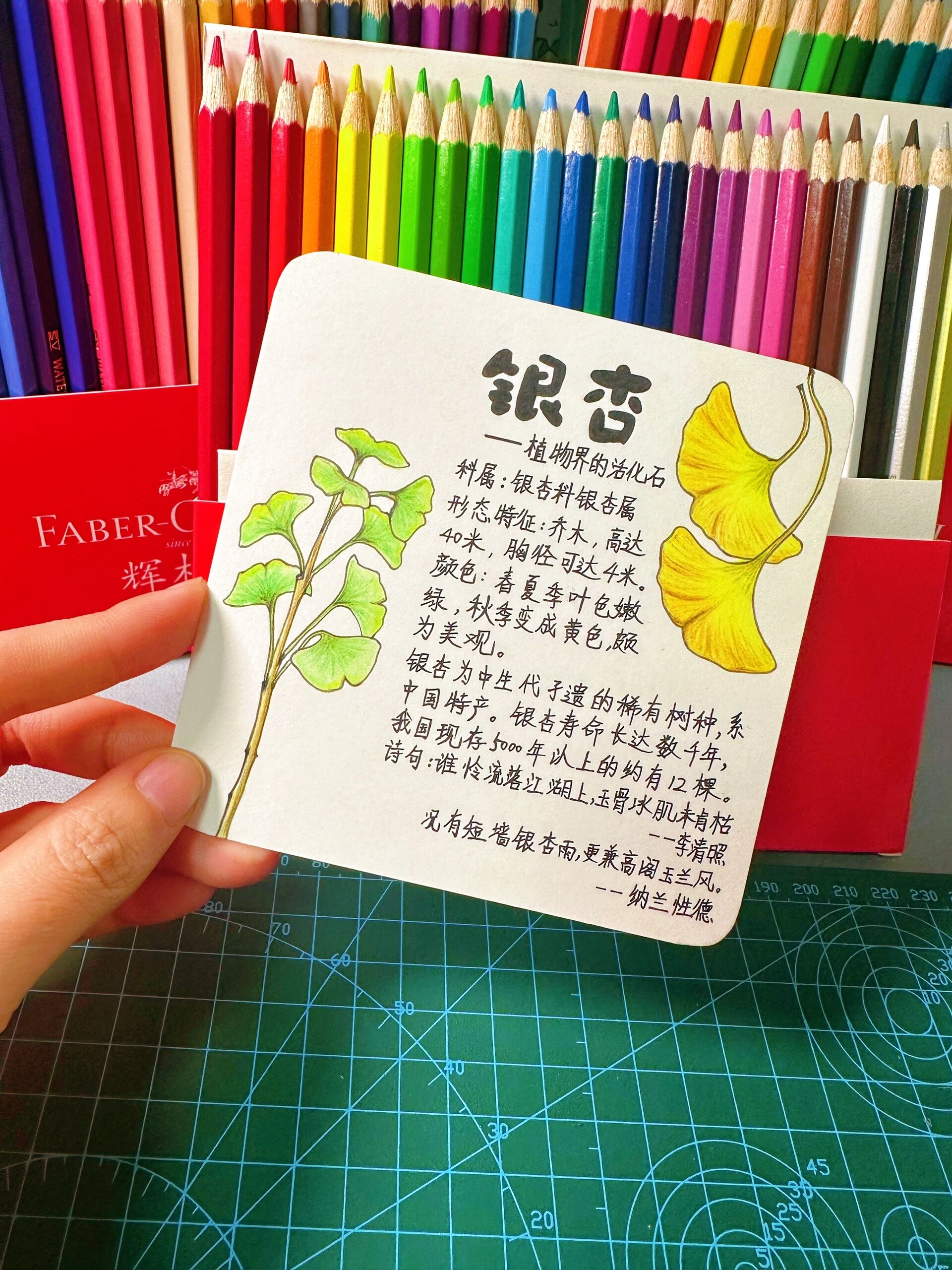 原创植物卡片