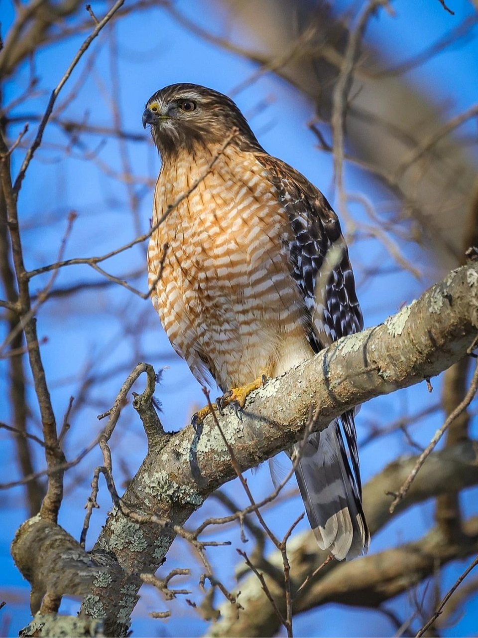 鸟类图鉴|美东的鹰隼 今天和大家分享一些我在美东拍摄的猫头鹰以外的