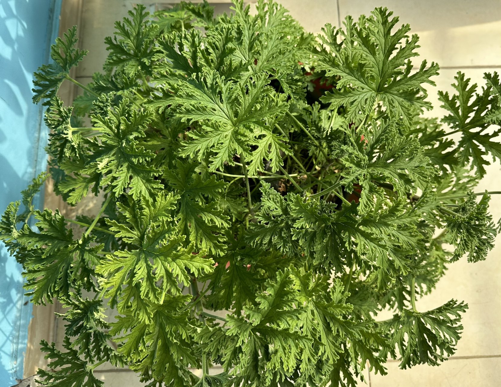 狮子头(驱蚊草) 喜欢它的蓬勃生机和好闻的香味