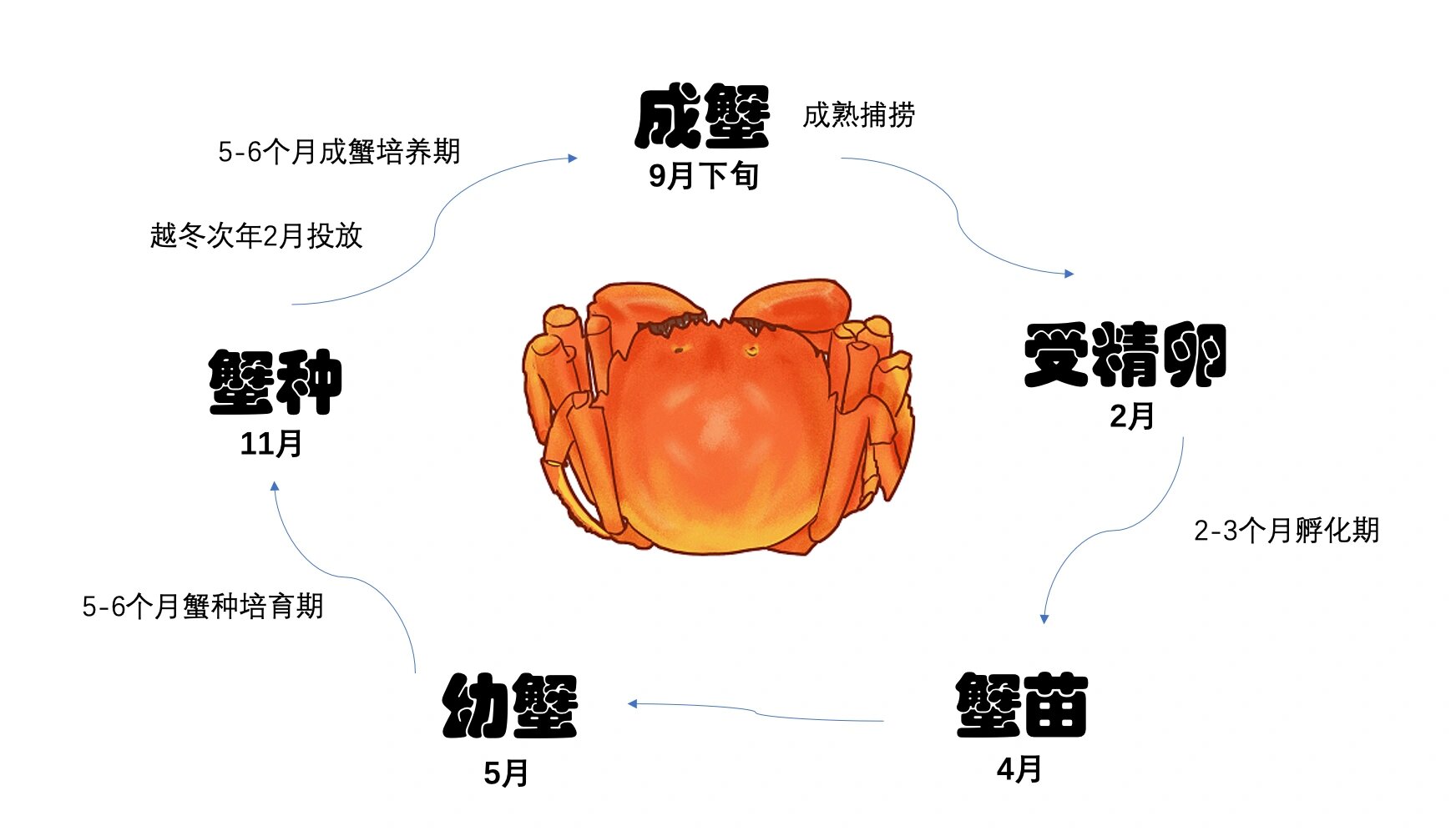 大闸蟹的生长周期