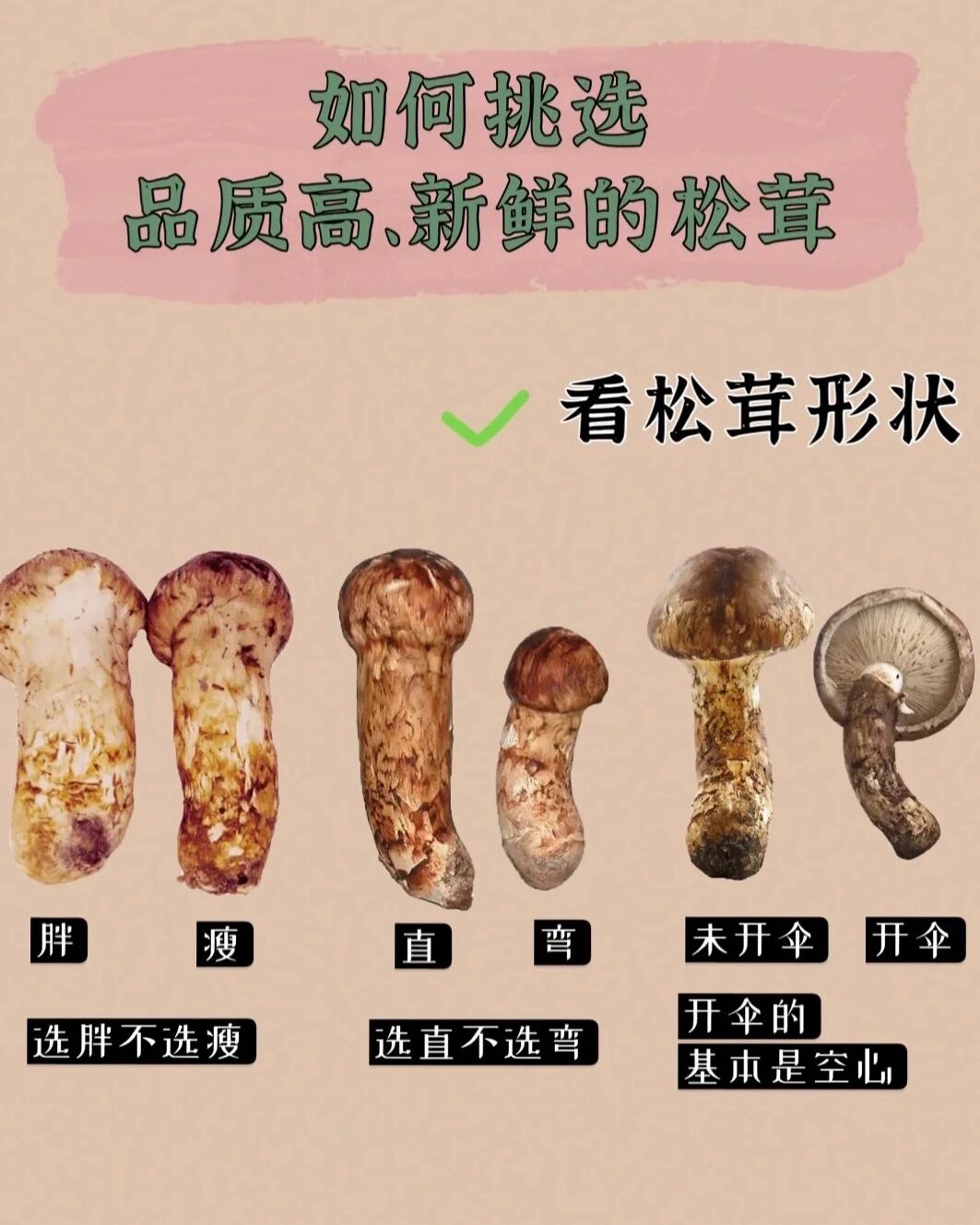 营养价值高而珍贵的食用菌——松茸