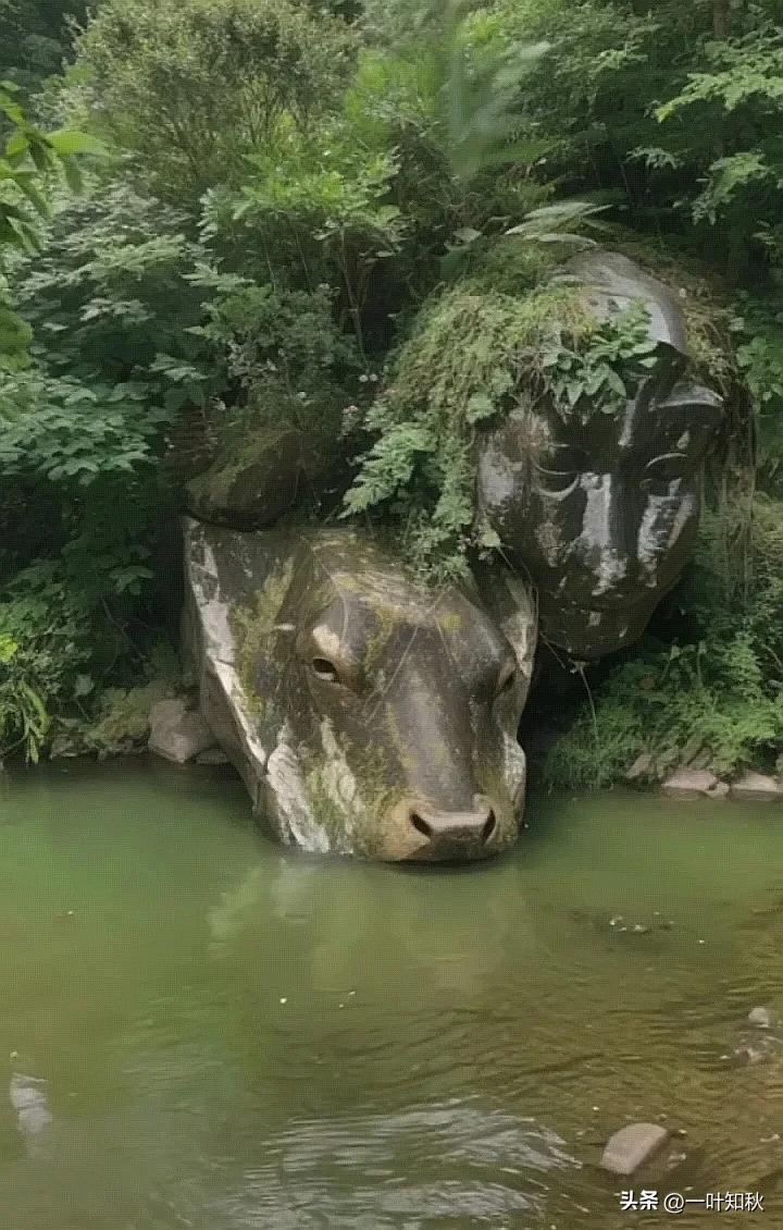 在静谧的山林里,古老而朴拙的牛像静静地卧于溪边,岁月一片静好