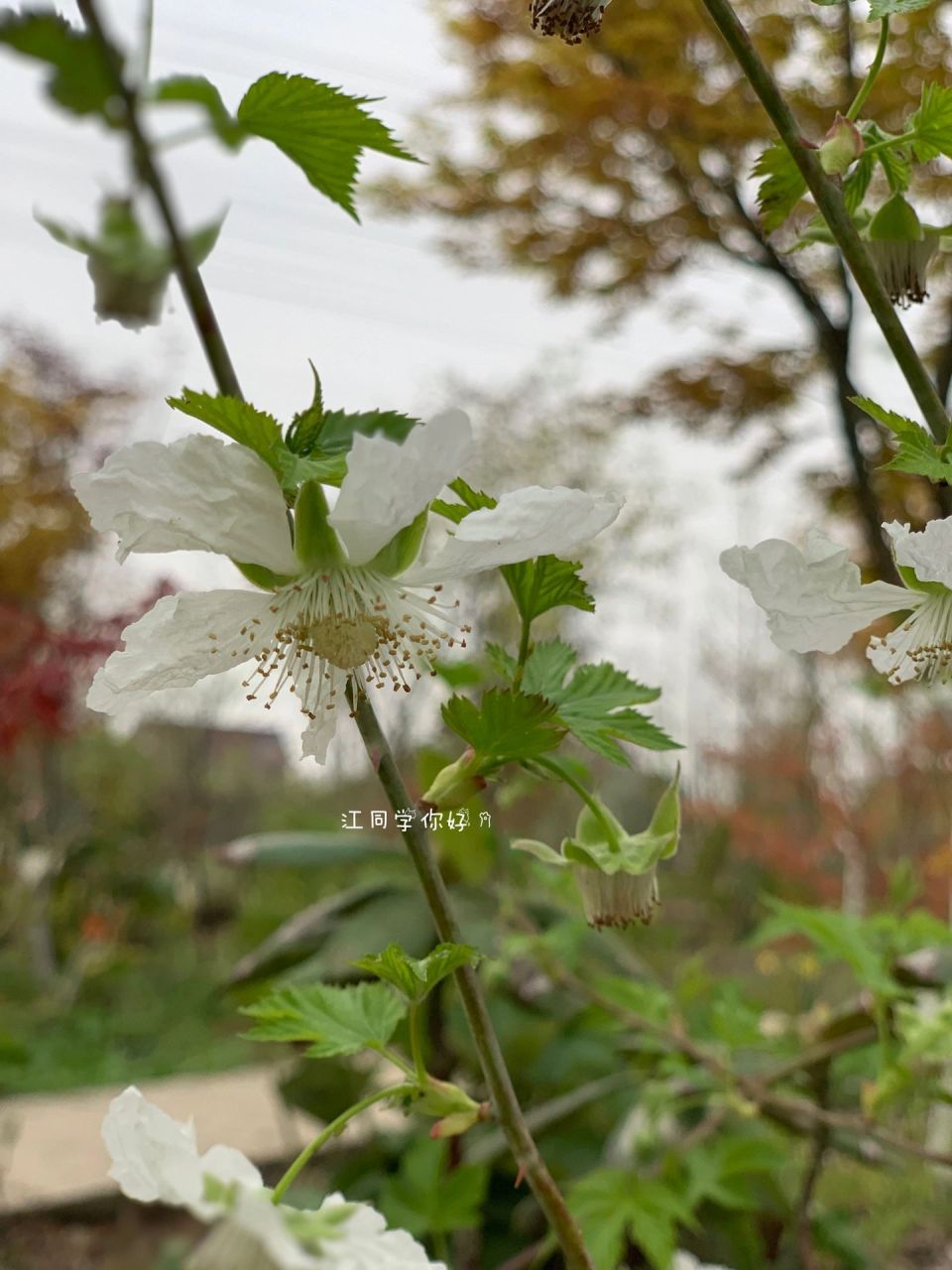 掌叶覆盆子rubus chingii hu 去年鳗园的掌叶零星散散几朵花,没有蹲