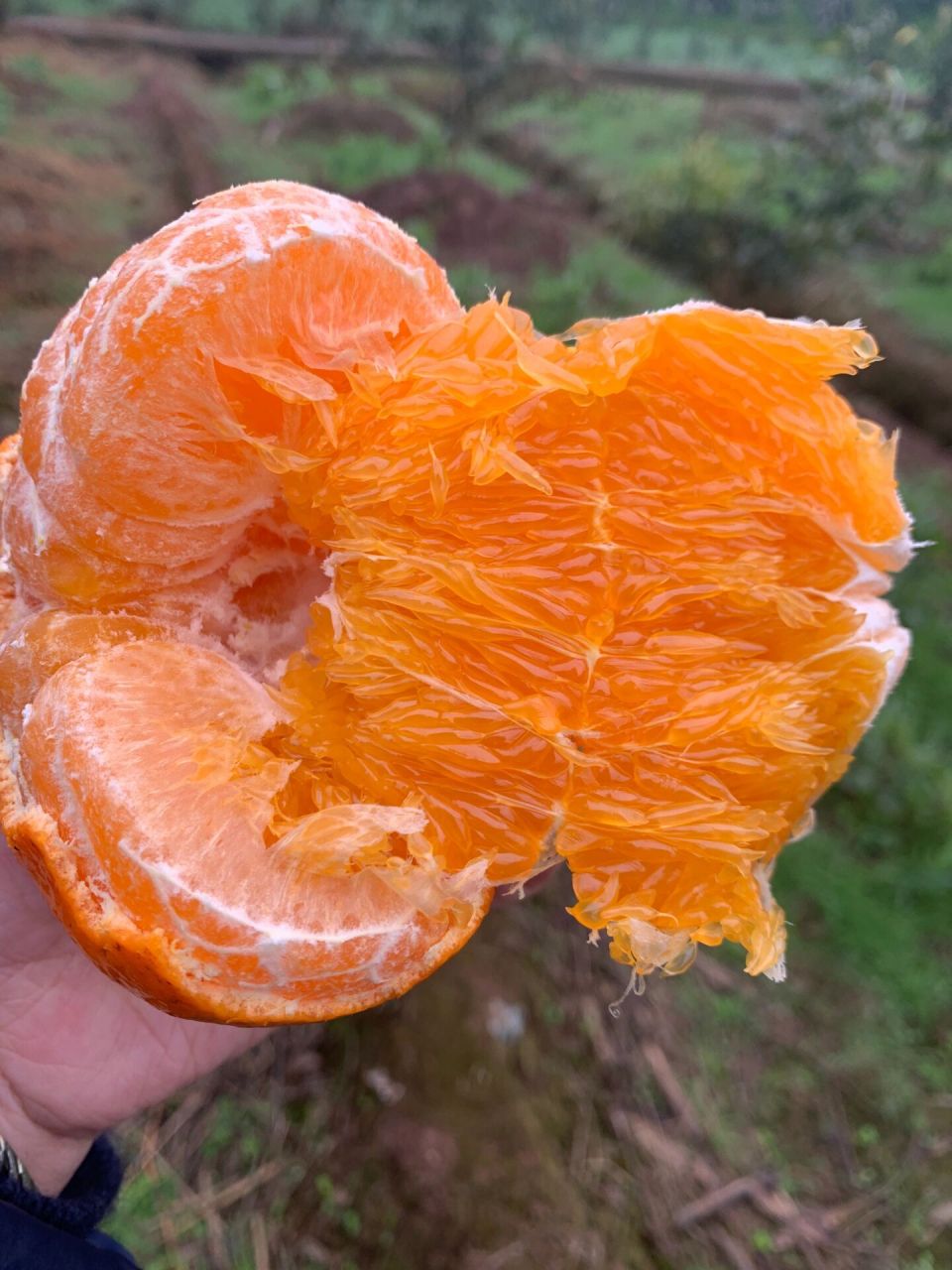我愿称之为最好吃的柑橘92 近几年的新品种,被称之为柑橘中的爱马仕
