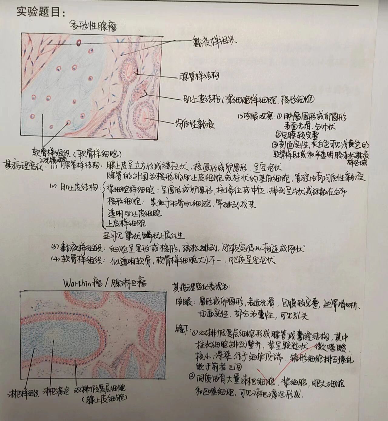 白喉红蓝铅笔绘图图片