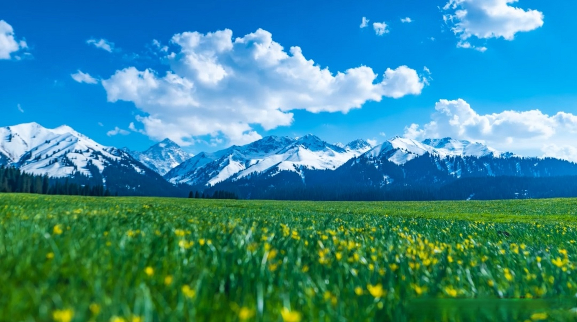 草地里长出云朵?恰西草原可太好拍了!