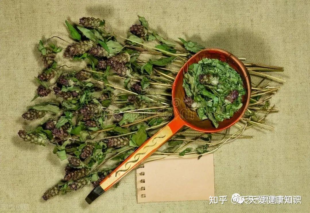 遍地都是的野草却是治疗多种疾病的好中药广东凉茶常见到它