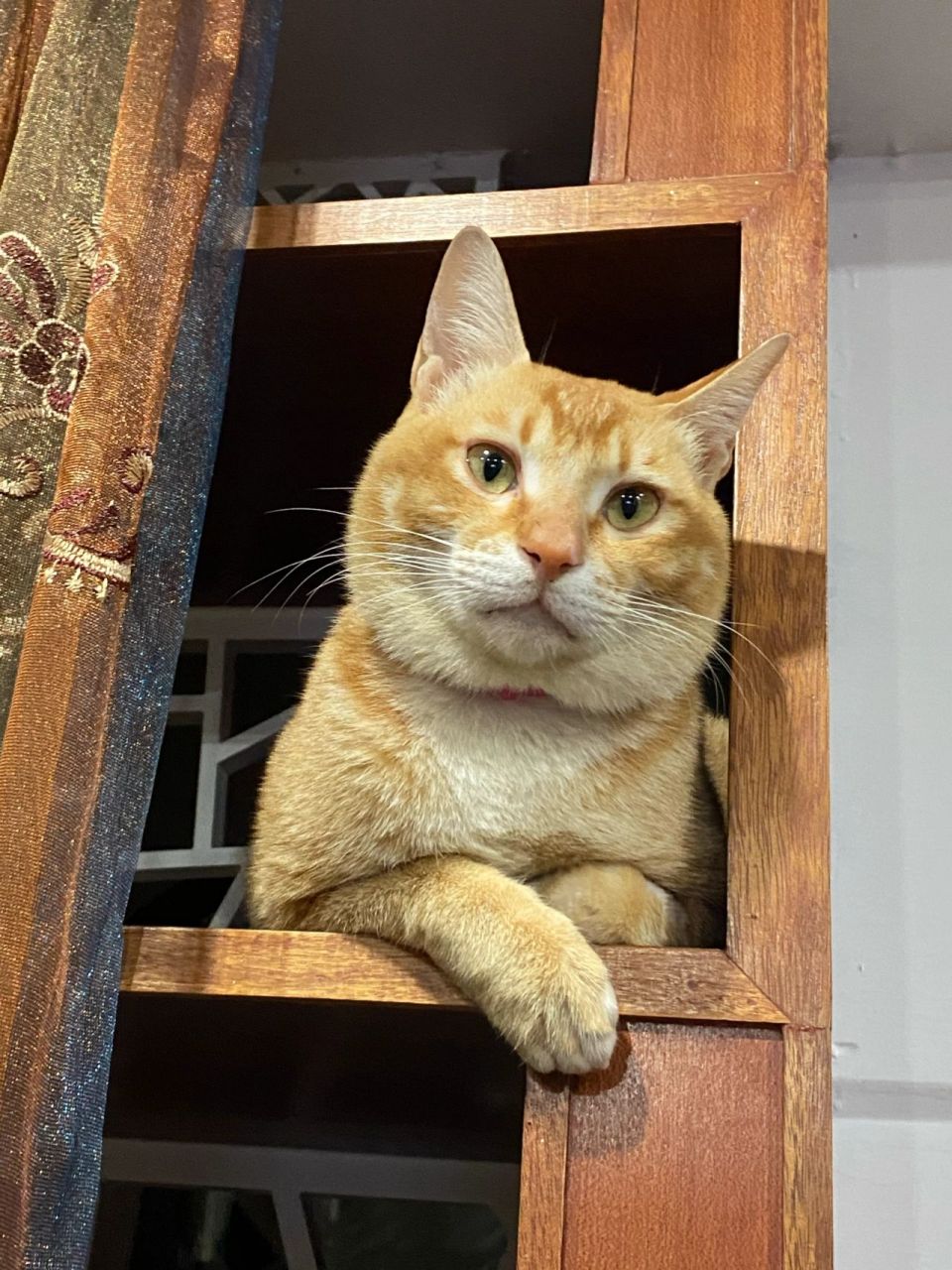 为什么我的橘没有花纹 我有点羡慕别人家的橘猫都是很多像老虎的纹