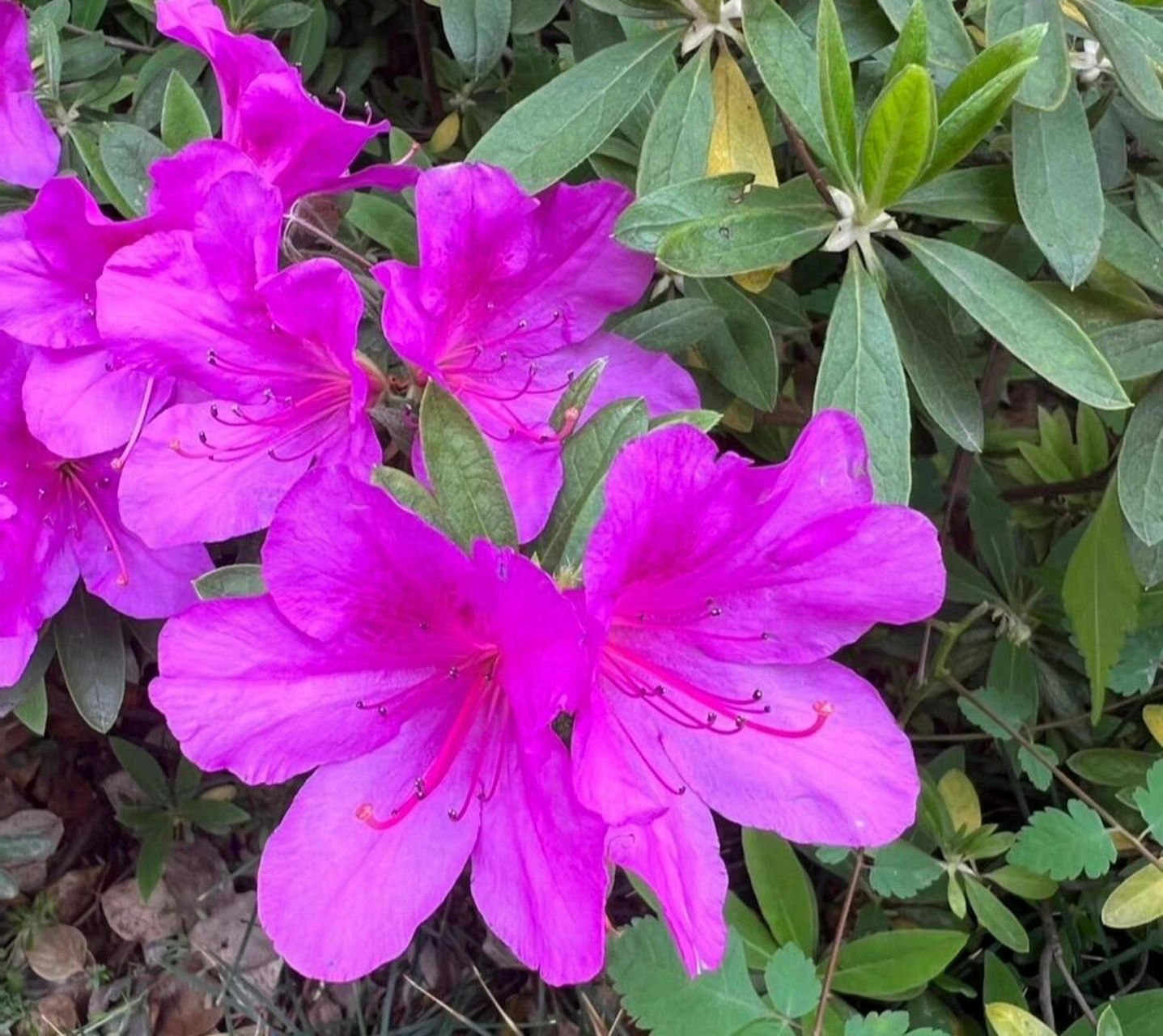 92每日一植物92杜鹃花 别名:杜鹃花,山踯躅,山石榴,映山红,照山红