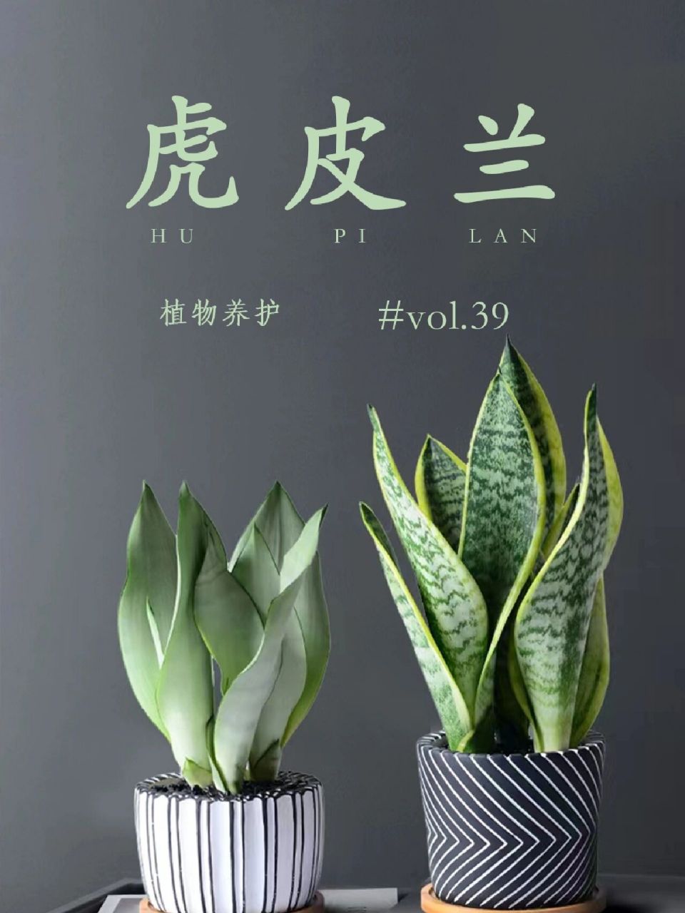植物养护 | 皮实好养的虎皮兰 虎皮兰又叫虎尾兰,有着虎皮一样的斑纹