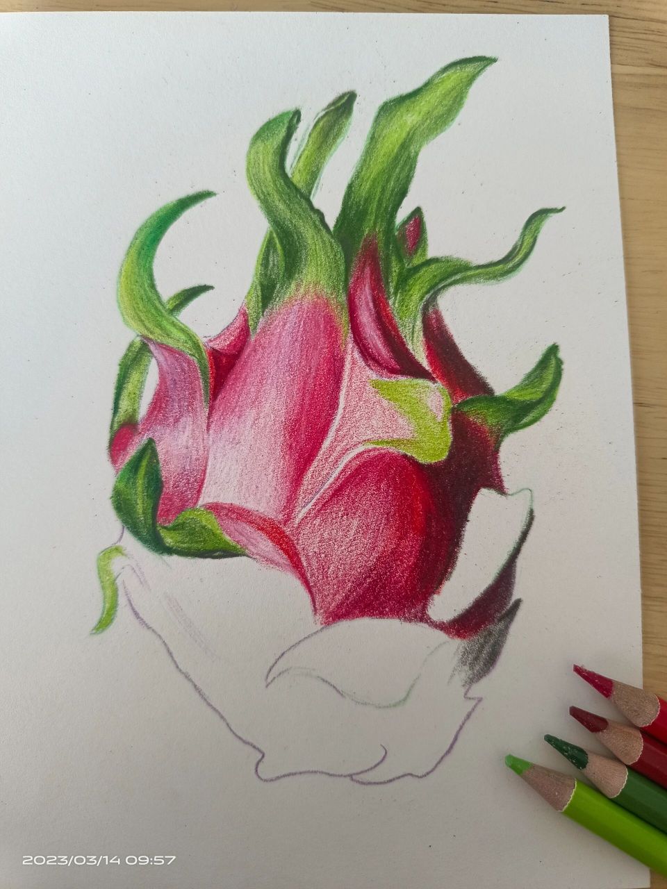 彩铅手绘火龙果