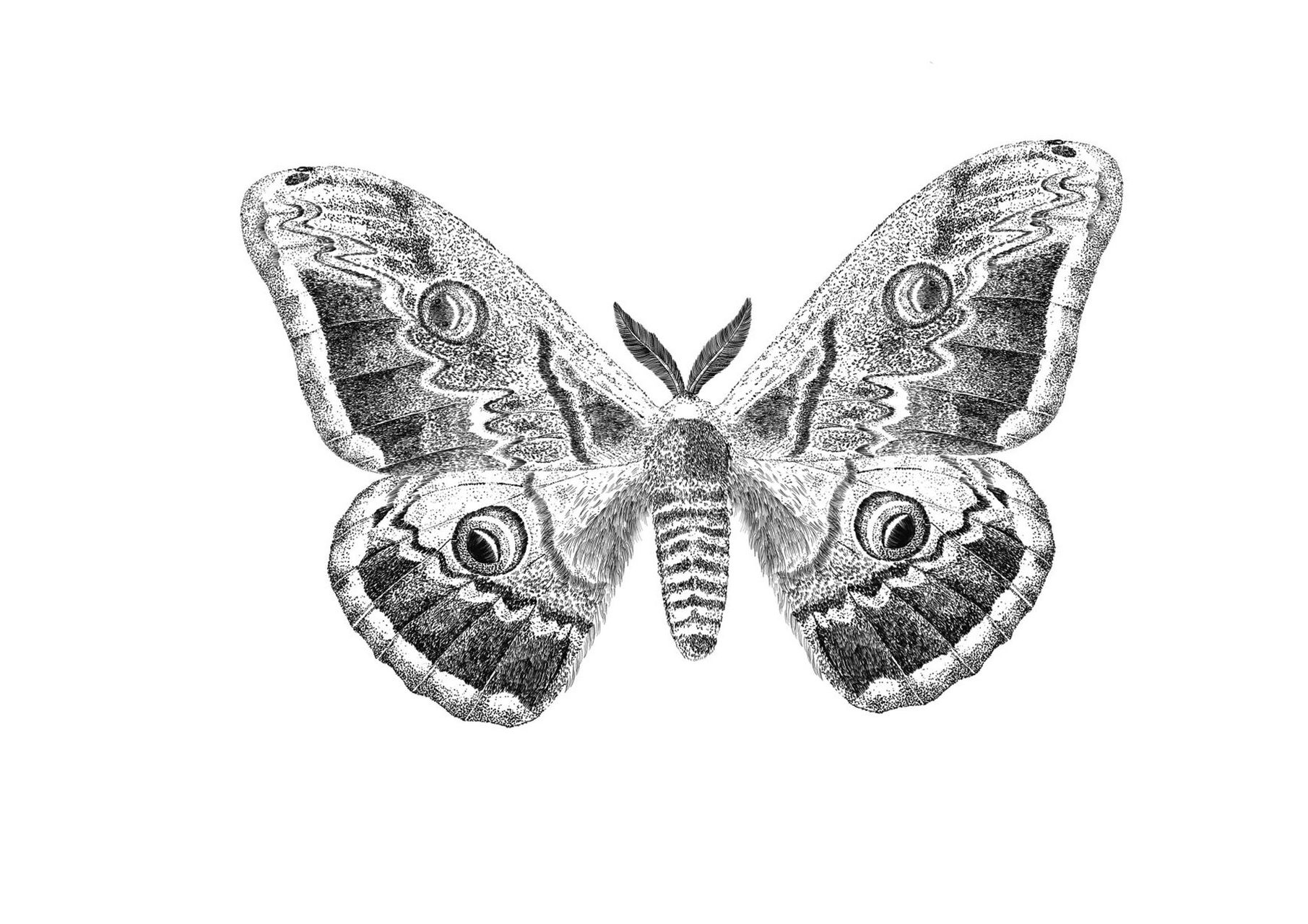 大孔雀蛾 这个估计会引起很多同学的不适