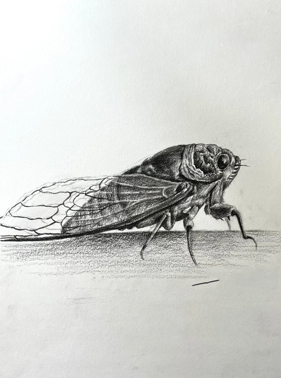 知了的画法你真的知了了吗?