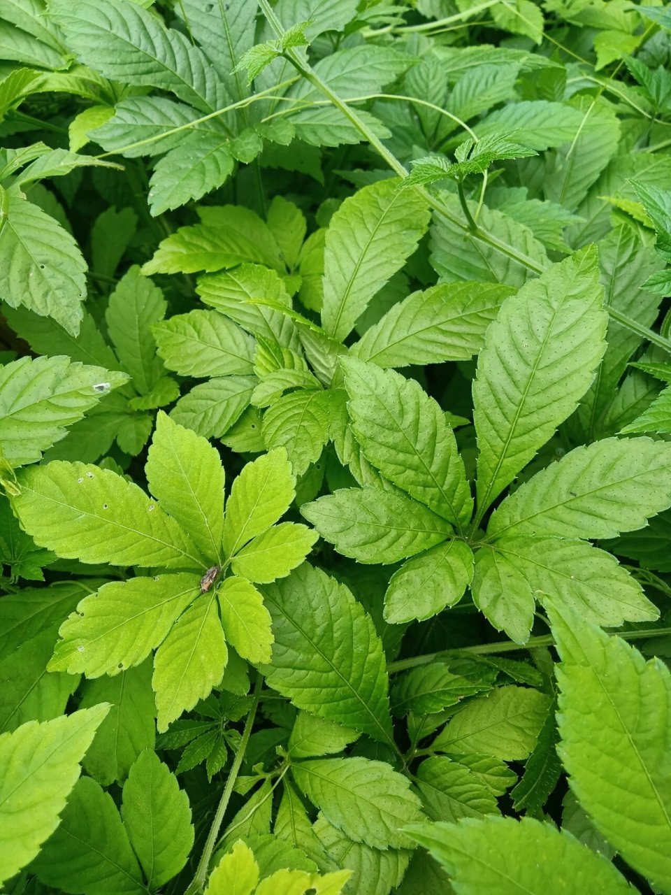 野生绞股蓝 今年新炒的野生绞股蓝,纯手工炒 67绞股蓝,降三高,具有
