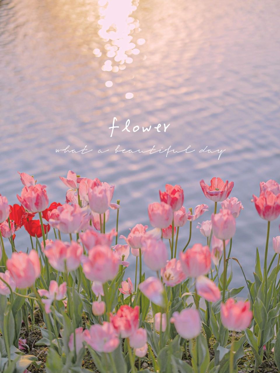 今年4月发了这组郁金香,因为没什么粉丝 导致我这组郁金香火了,但是