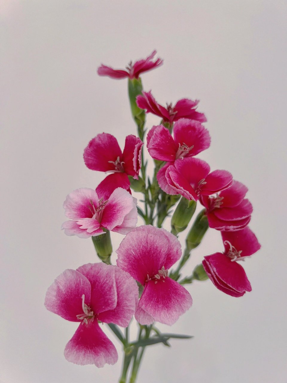 精灵康乃馨(迪西娑罗蜜儿) 海盛迪西娑罗蜜儿 蝴蝶小精灵 花花from云