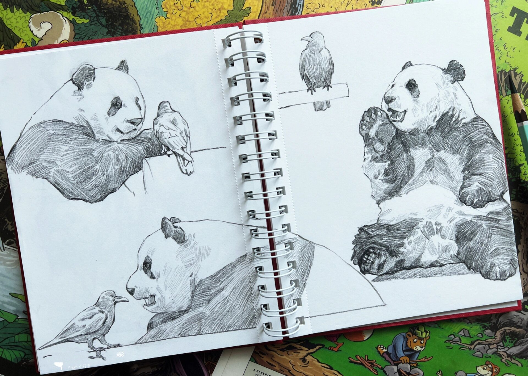速写熊猫|来自三太子的治愈 如果不是有小伙伴留言说要看萌兰,我都不