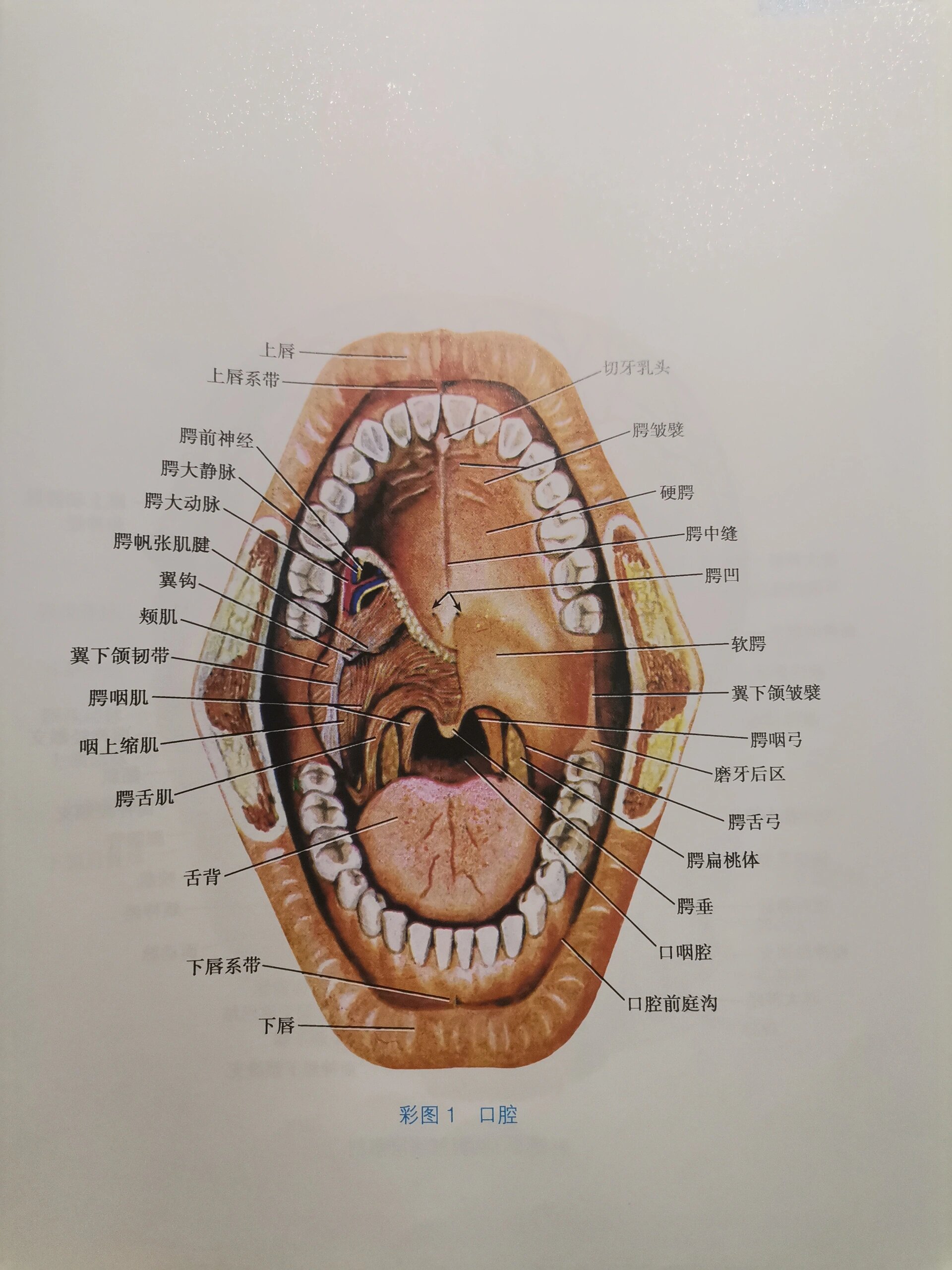 口腔解剖结构