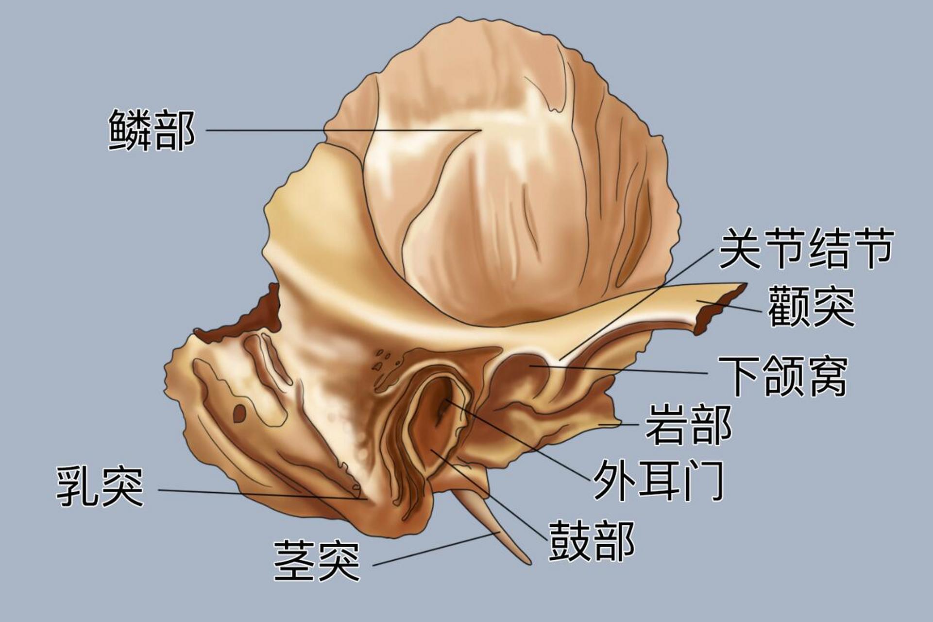 📌额颞部为两个部位,分别为额骨和颞骨,分别对应额头和耳周.