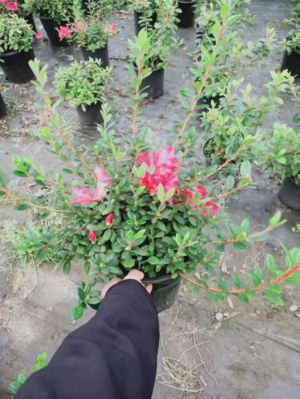 安酷杜鹃也非常适合盆栽观赏,无论是株高尺寸,还是开花习性.